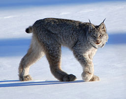 Canadian_lynx_by_Keith_Williams
