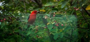 VWS - tanager - photo by Carol Stegeman