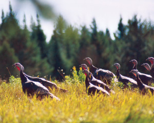 FIELD OF TURKEYS - Photo by Sara Placey