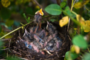 Baby birds in a nest