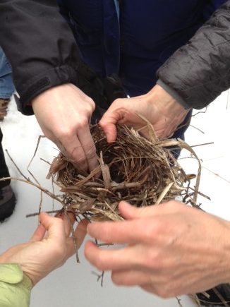 nest with hands